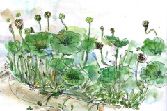 montpellier-botanic