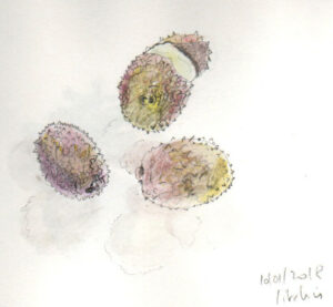 sketch croquis litchi litchees